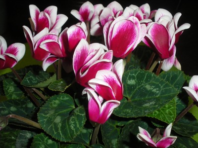 cyclamen_image.jpg